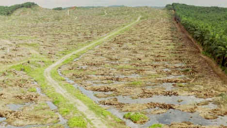 paisaje de deforestación en malasia para el aceite de palma