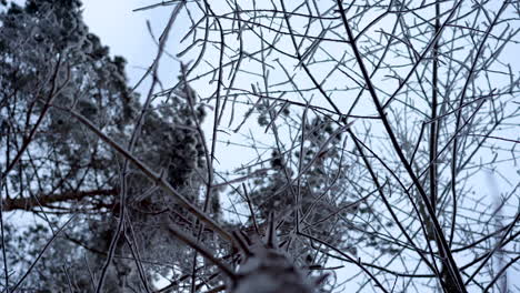 a shot of blue sky through branches of the pine tree