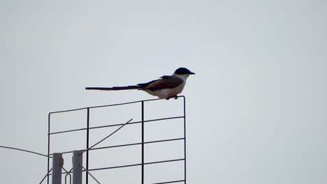 Trague-El-Equilibrio-En-La-Antena-Durante-El-Viento