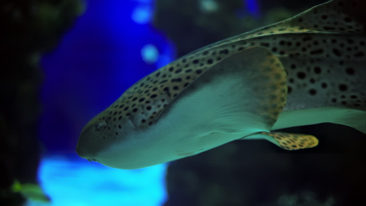 Close up of a zebra shark swimming in the water