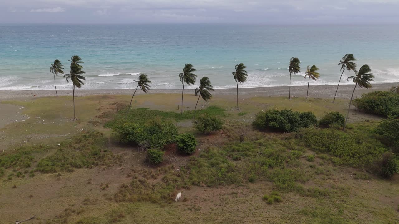 Vista aérea de árvores na praia na Jamaica