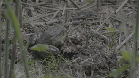 Close-up-shot-of-a-frog-sitting-in-between-some-plants-near-a-pond-and-relaxing-while-sitting-still-LOG