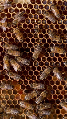 beautiful strieped domestic bees. beekeeping macro shot of making sweet honey. vertical video