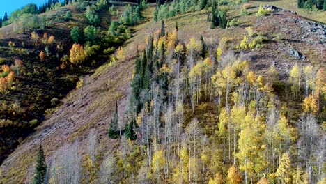 colorado fall leaves turn gold, orange, and red in this gliding view of the mountain during fall