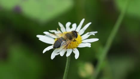 Wild-Bee-Collecting-Sweet-Nectar-On-White-Daisy-Flower