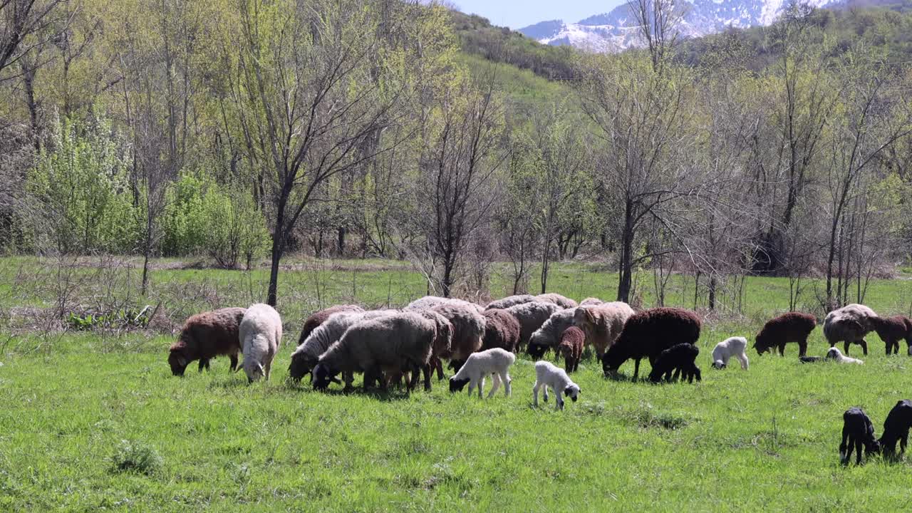 flock of sheep and lambs grazes on green meadow free range