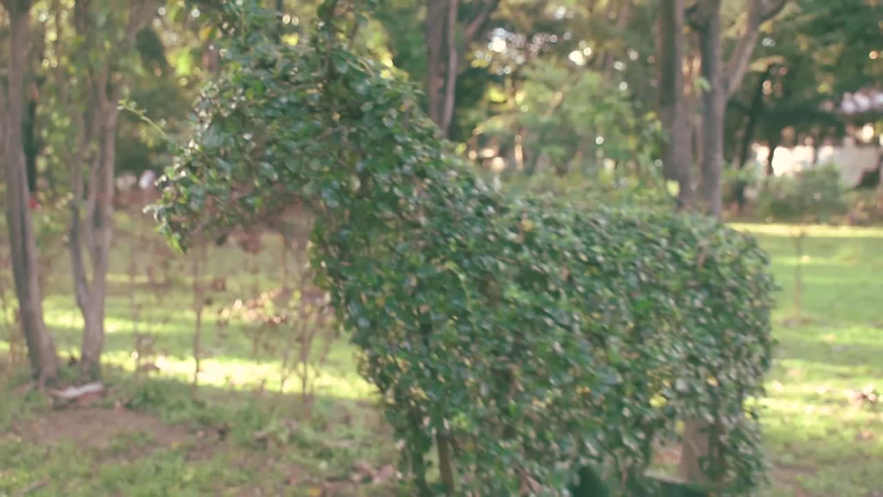 horse tree design in shot