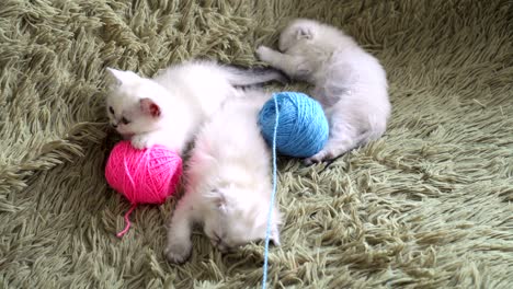 three kittens is falling asleep