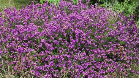 el brezo de la campana, erica cinerea, en flor