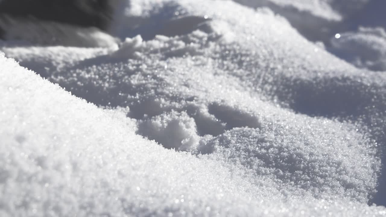 primer plano de una mano masculina recogiendo piñas rodeadas por una gruesa capa de nieve blanca en un frío día de invierno