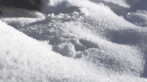 Primer-Plano-De-Una-Mano-Masculina-Recogiendo-Piñas-Rodeadas-Por-Una-Gruesa-Capa-De-Nieve-Blanca-En-Un-Frío-Día-De-Invierno