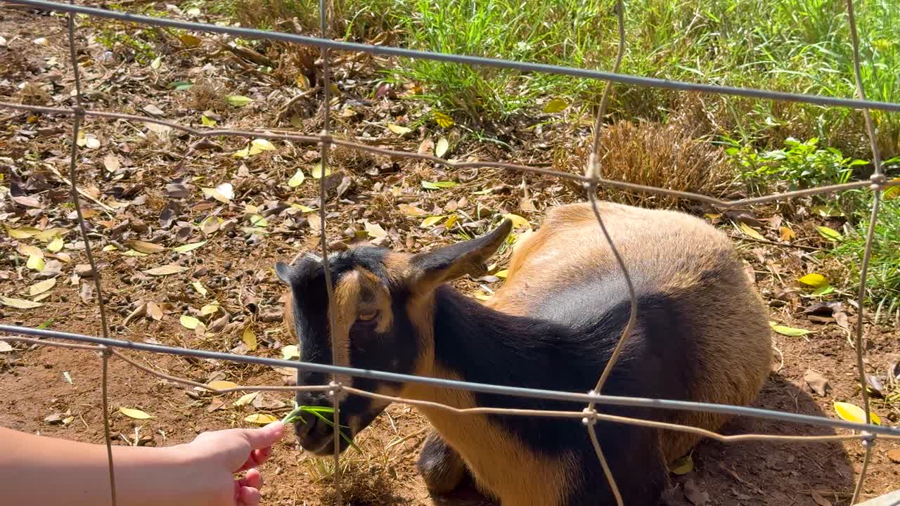 A goat eagerly eats leaves from a person's hand through a fence under bright sunlight