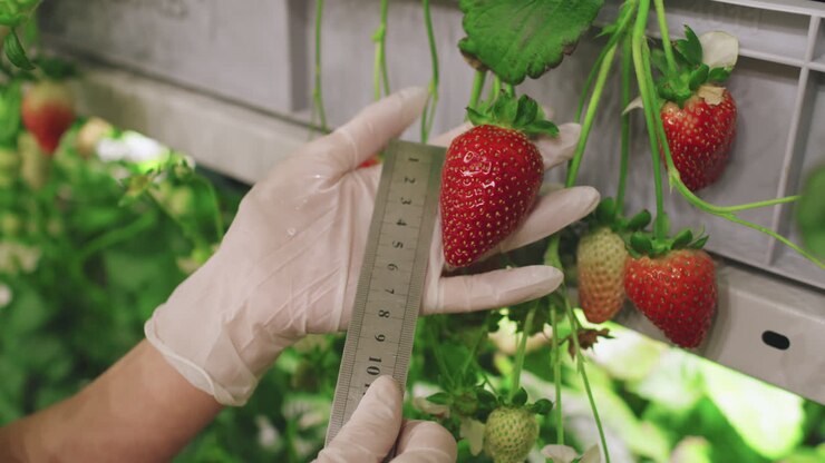 Measuring strawberries in an indoor farm