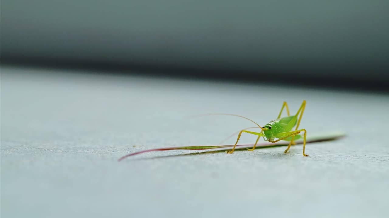 Close macro shows katydid cleaning leg beside leaf in quiet indoor moment pause