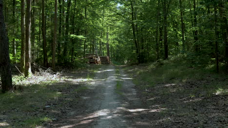 Camino-De-Arena-En-Medio-Del-Bosque-Entre-Los-árboles,-El-árbol-Talado-Yace-Junto-Al-Camino-Apilado-En-Un-Montón