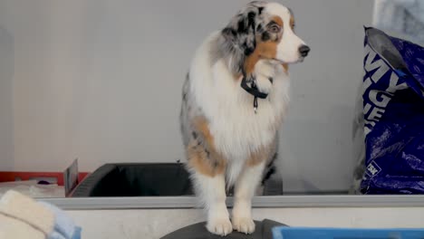 gran angular: perro sentado en la parte trasera del remolque