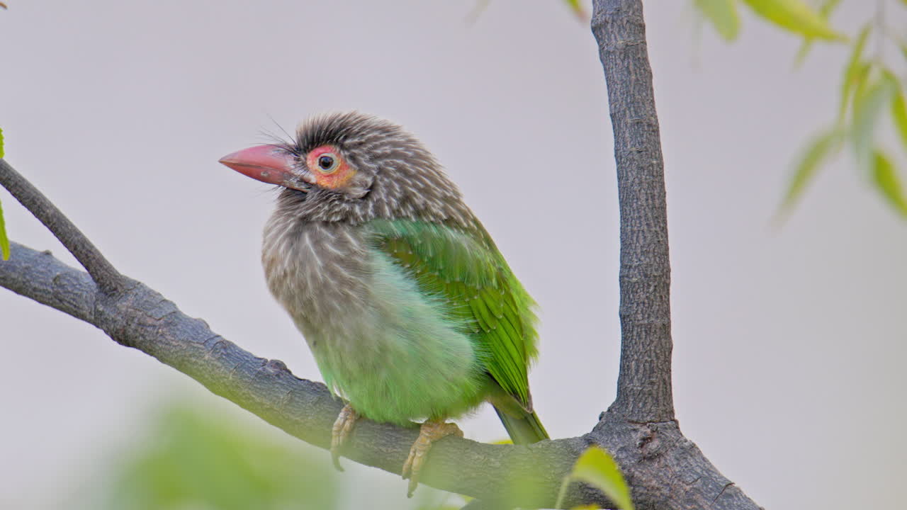 Barbetto testabruna che riposa su un ramo d'albero nel suo habitat naturale mostrando il comportamento dell'uccello in ambiente esterno. Barbetto guancebianche