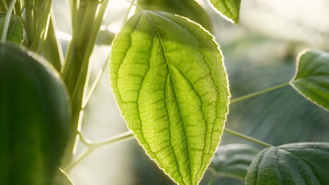 close-up of a green leaf