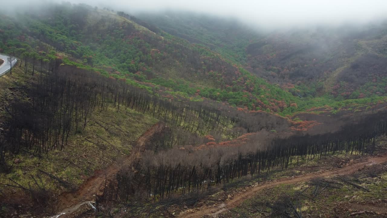 Thick fog spreading out over woodland area in Spain, aerial view