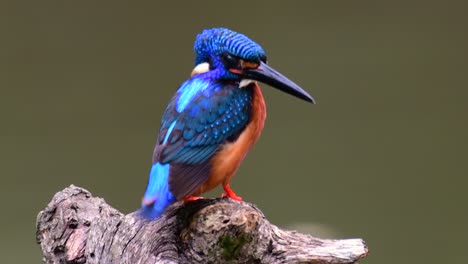 el martín pescador de orejas azules es un pequeño martín pescador que se encuentra en tailandia y es buscado por los fotógrafos de aves debido a sus hermosas orejas azules, ya que es una pequeña, linda y esponjosa bola de plumas azules de un pájaro