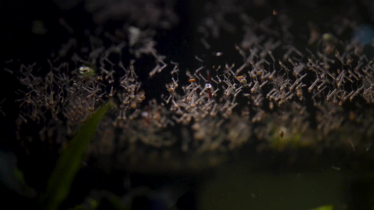 Mosquito larvae on the water surface