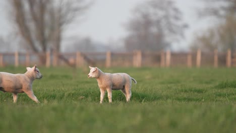 un par de lindos corderos jugando en un prado verde en holanda