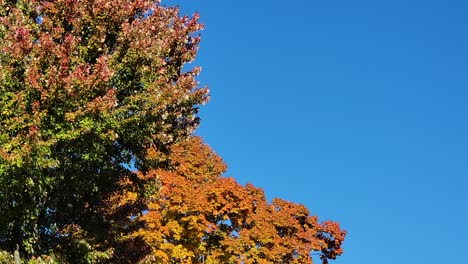 Detalle-Del-Secado-Del-Follaje-Durante-El-Otoño