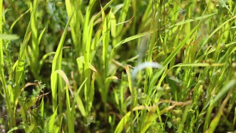 close-up view of grass in a field