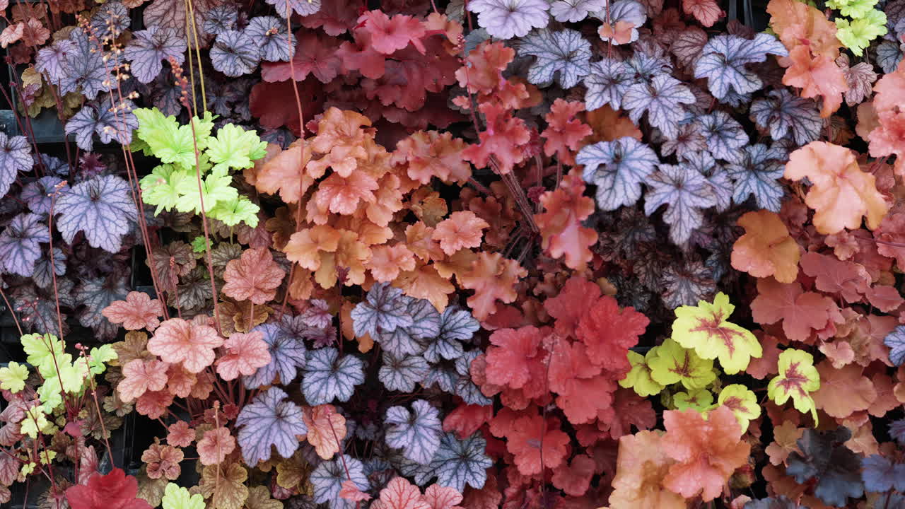 Heuchera leaves in shades of red, purple, orange, and lime green