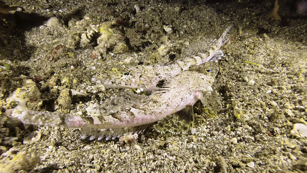 Flatheads during their mating dance in the Pacific Ocean at night: The two fish lie side by side, mirrored, and circle each other with synchronous movements. They are most likely Broadband flatheads