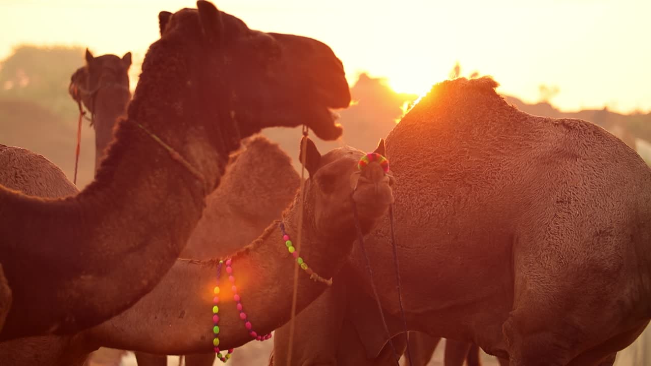 camellos en cámara lenta en la feria de pushkar, también llamada feria de camellos de pushkar o localmente como kartik mela es una feria anual de varios días de ganado y cultural que se celebra en la ciudad de pushkar rajasthan, india.