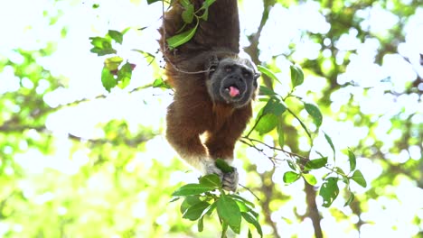 White-Footed-Tamarin-hanging-upside-down-eating-leafs-in-rainforest,-looking-at-camera,-slow-motion