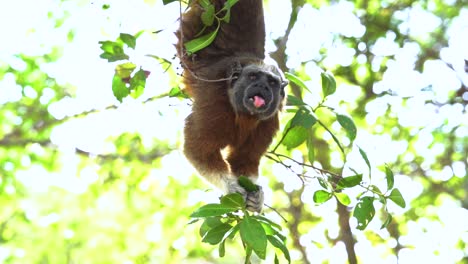 white footed tamarin hanging upside down eating leafs in rainforest, looking at camera, slow motion