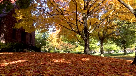 hojas de otoño amarillas brillantes en un cementerio 4k