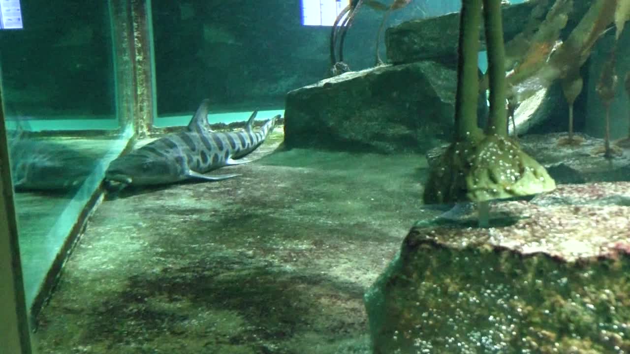 동물원 수족관에서 물고기 보기