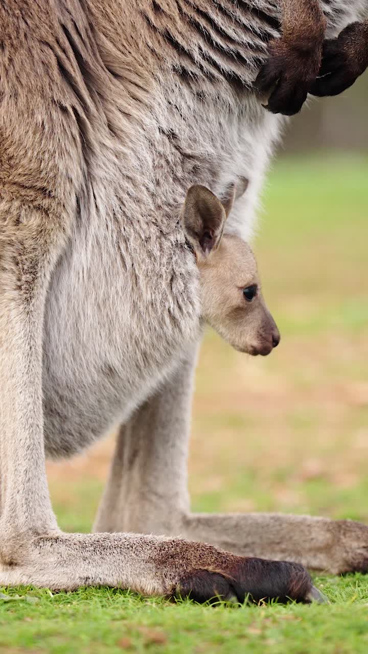 Portrait closeup of adorable baby kangaroo joey peeking from pouch in Adelaide Hills, Australia