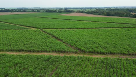 aerial of sugar cane crops in valle del cauca colombia