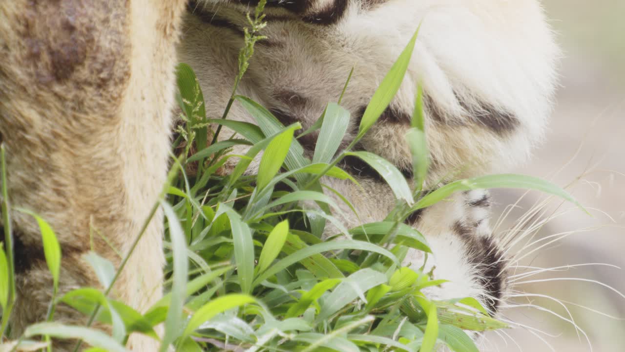 자연 보호 구역에서 방목하는 벵골 호랑이의 클로즈업, 슬로우 모션