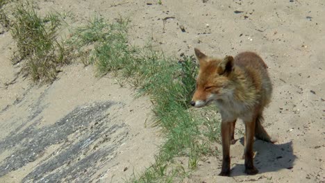 a standing red fox looks around