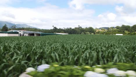 cornfield landscape in rural area
