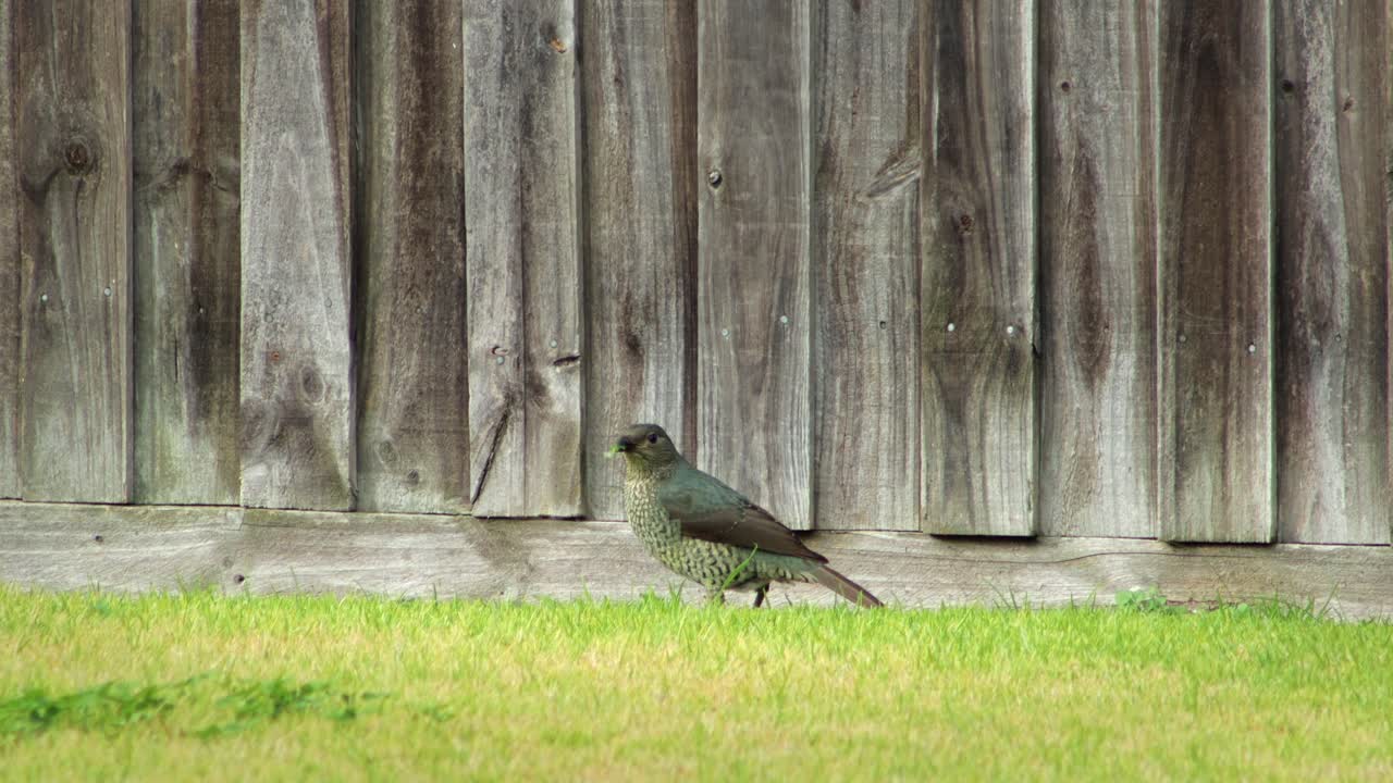 Bird on the Grass Near a Wooden Fence