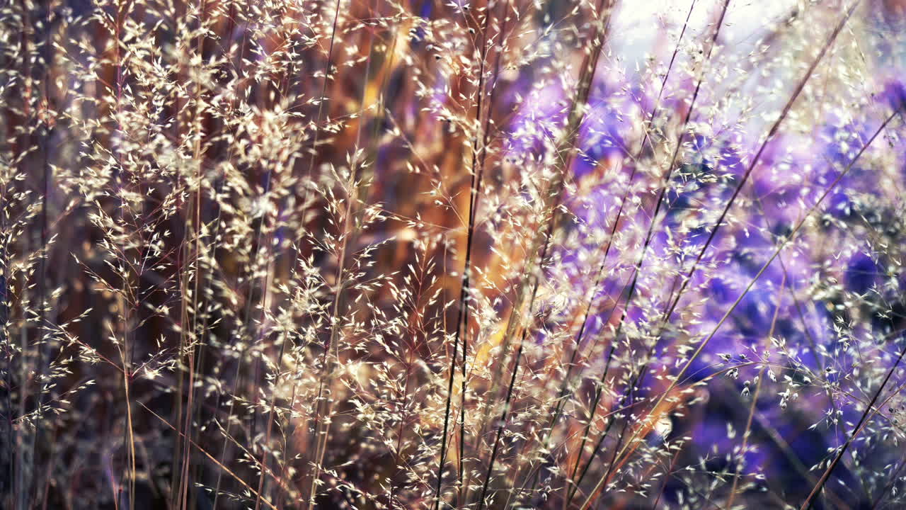 Cinemagraph of grass and purple plants swaying in the wind at NYC Highway Park, shallow focus view