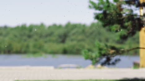 Blurry-view-of-riverbank-and-fir-tree-and-falling-crunches