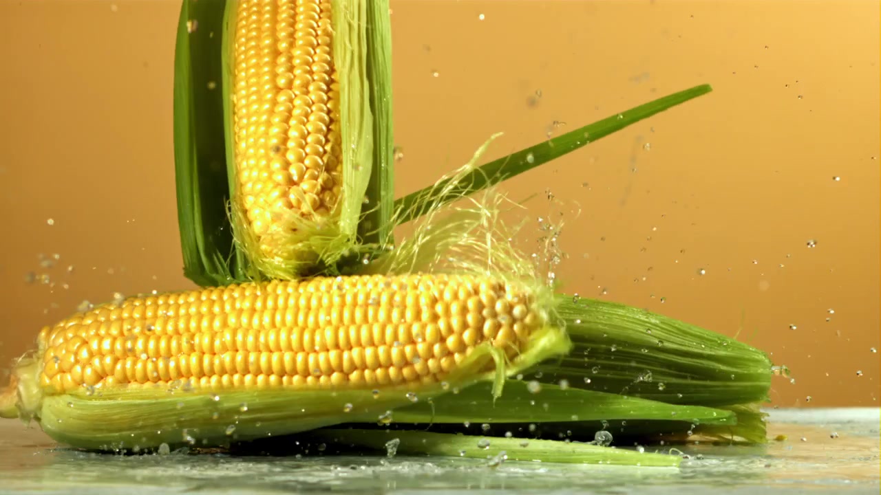 Fresh Corn Cobs Dropping onto Wet Surface in Slow Motion