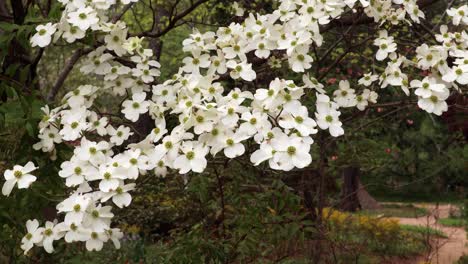 Hartriegelbäume-Zur-Blütezeit-Im-Coker-Arboretum-Auf-Dem-Campus-Der-University-Of-North-Carolina-In-Chapel-Hill