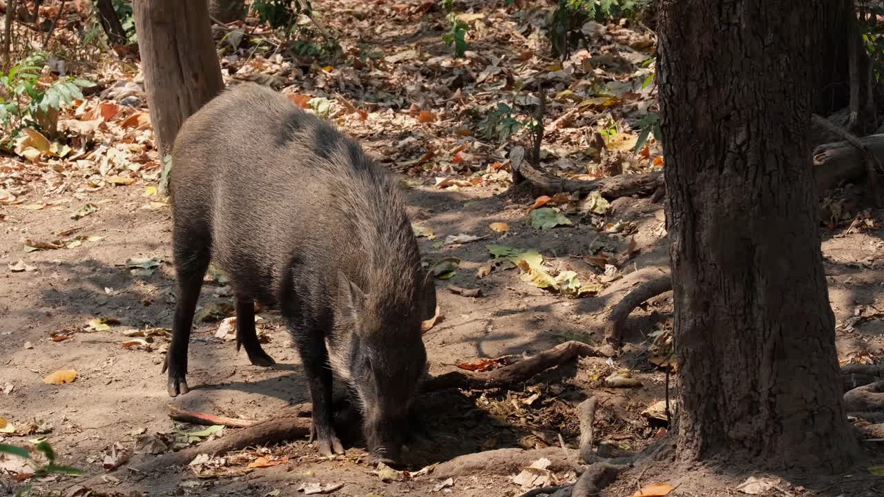 여름에 숲에서 음식을 먹이고 청소하는 것을 보았습니다.