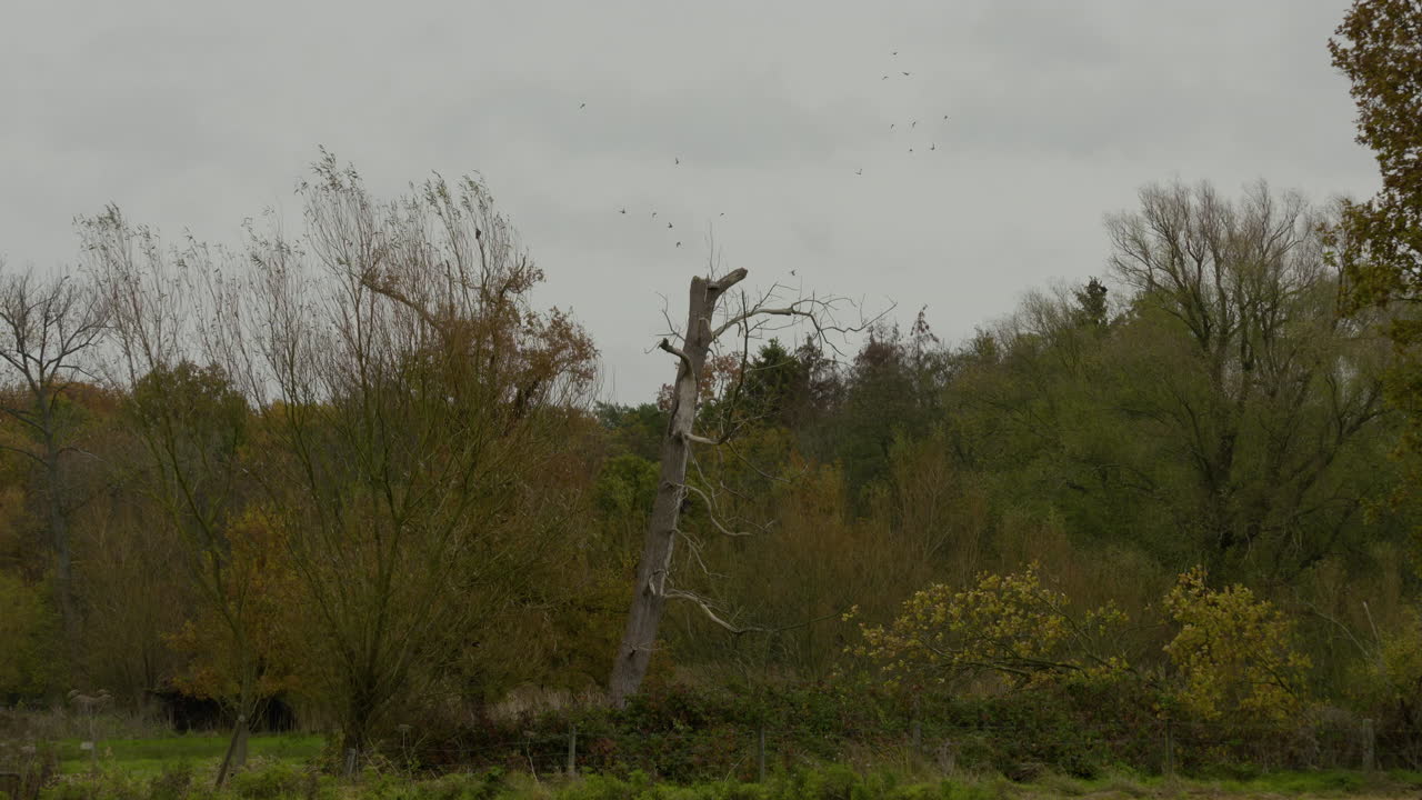 가을의 자연색 풍경, 거리에 낙엽이 떨어지는 느낌