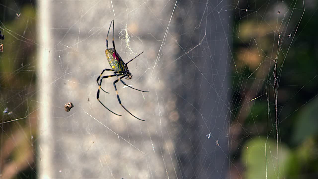Large Golden Orb-weaver spider with beautiful pattern hangs in web