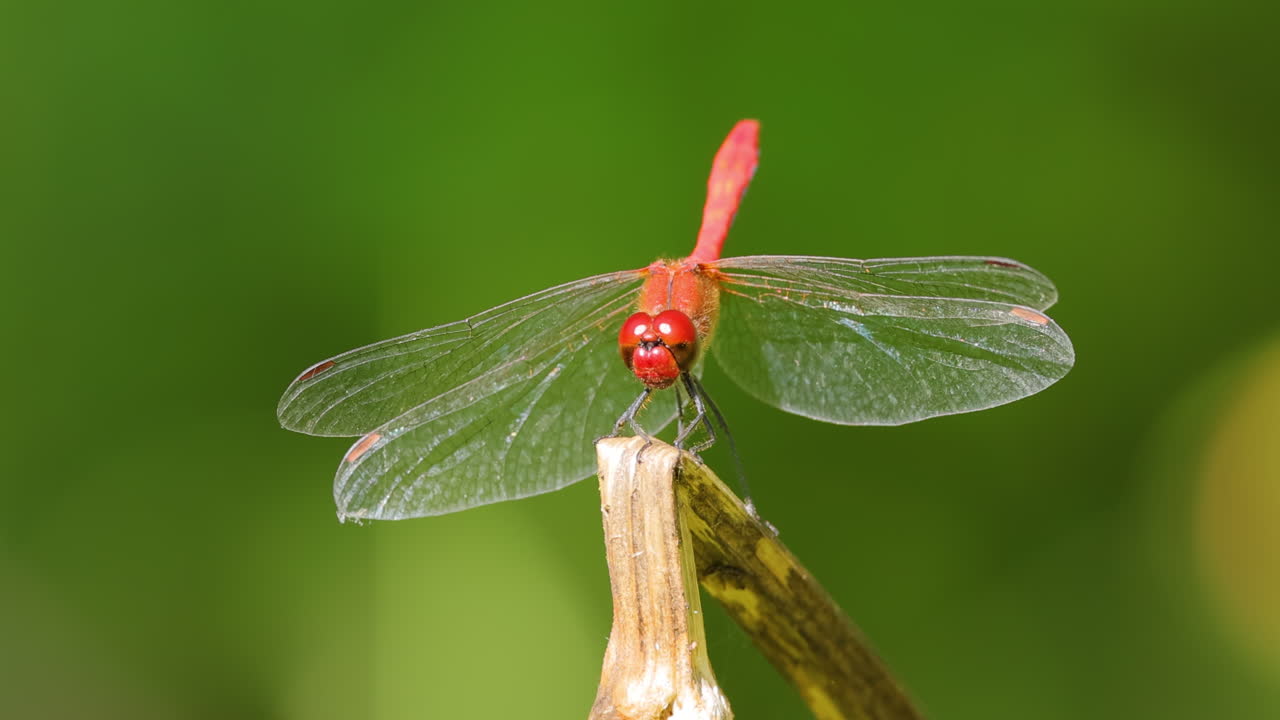 scarlet dragonfly (crocothemis erythraea) 는 libellulidae 과에 속하는 dragonfly의 일종이다. 그 일반적인 이름에는 광범위한 scarlet, 일반적인 scarlet darter가 포함됩니다.