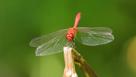 la libélula escarlata (crocothemis erythraea) es una especie de libélula de la familia libellulidae. sus nombres comunes incluyen escarlata ancha, darter escarlata común.
